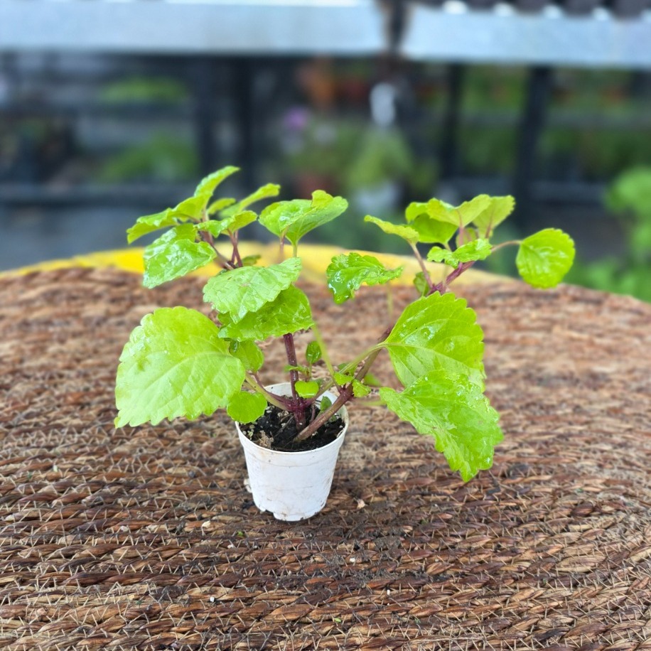 Parlak Mustafa Çiçeği – Plectranthus Verticillatus (İsveç Sarmaşığı / Sarkıcı İç Mekân Bitkisi)
