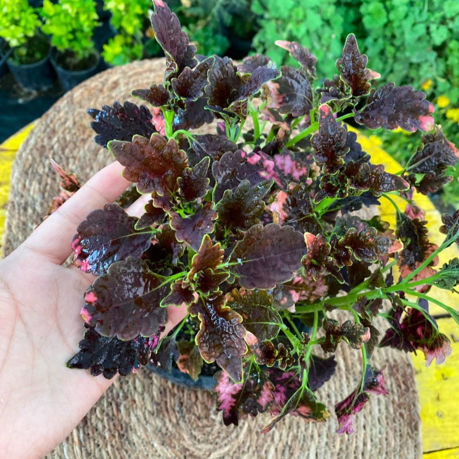 Pembe Benekli Siyah Yaprağı Güzel (Kolyos) – Coleus "Pink Speckled" (Mürdüm Pembe Alacalı Canlı Bitki)