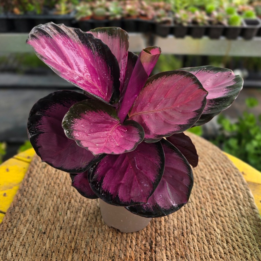 Pembe Dua Çiçeği – Calathea Dottie (Özel Koleksiyon Türü Canlı Salon Bitkisi)