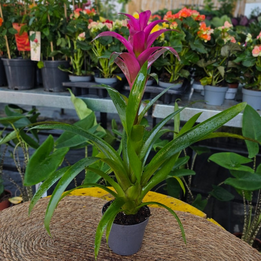 Pembe Guzmanya Çiçeği (Guzmania) - Canlı İthal Salon ve Ofis Bitkisi