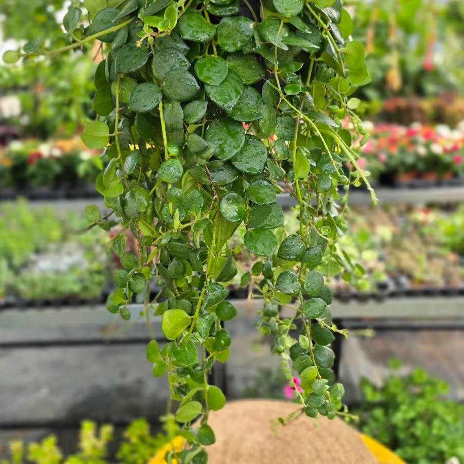 Pembe Ruj Çiçeği – Aeschynanthus (Özel Tür Askılı Saksıda Dev Form Canlı Çiçek)