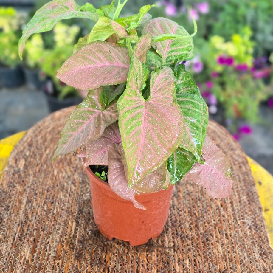 Pembe Singonyum (Syngonium Neon Robusta) – Canlı Süs Bitkisi