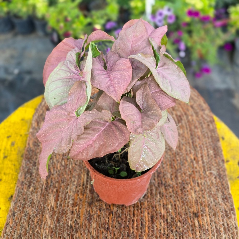 Pembe Singonyum (Syngonium Neon Robusta) – Canlı Süs Bitkisi