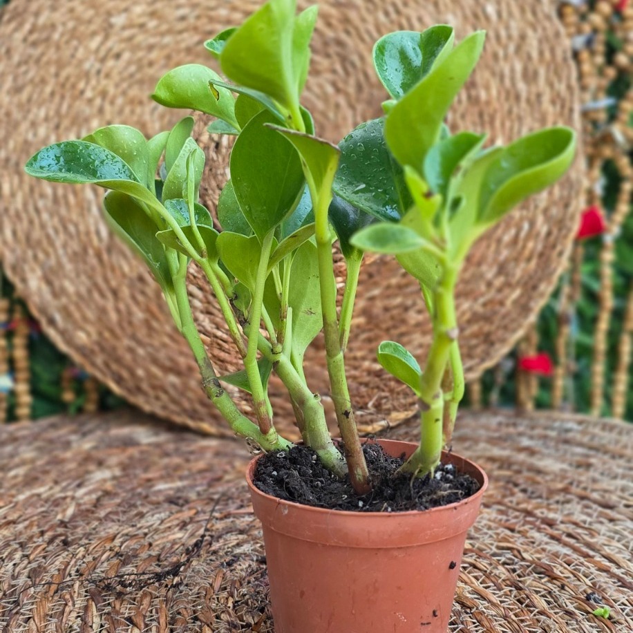 Peperomya (Peperomia) Mini Fidesi – Canlı Süs Bitkisi