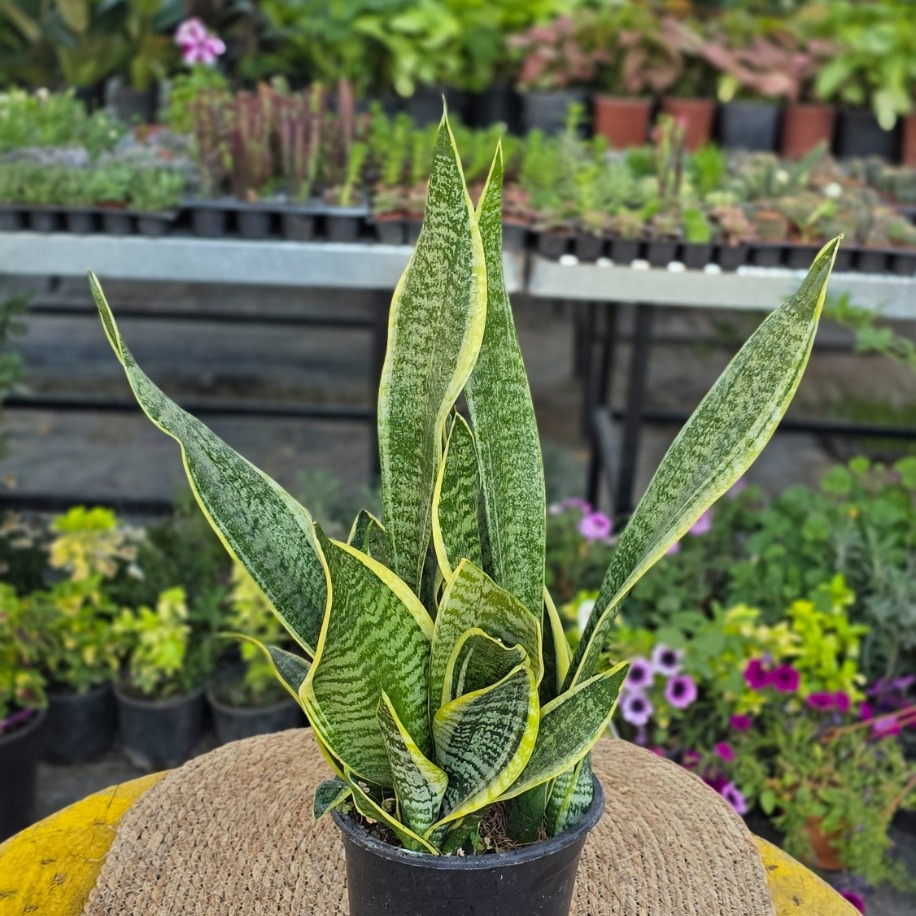 Sarı Sabır Kılıç Çiçeği (Sansevieria Futura Superba) – Canlı Süs Bitkisi