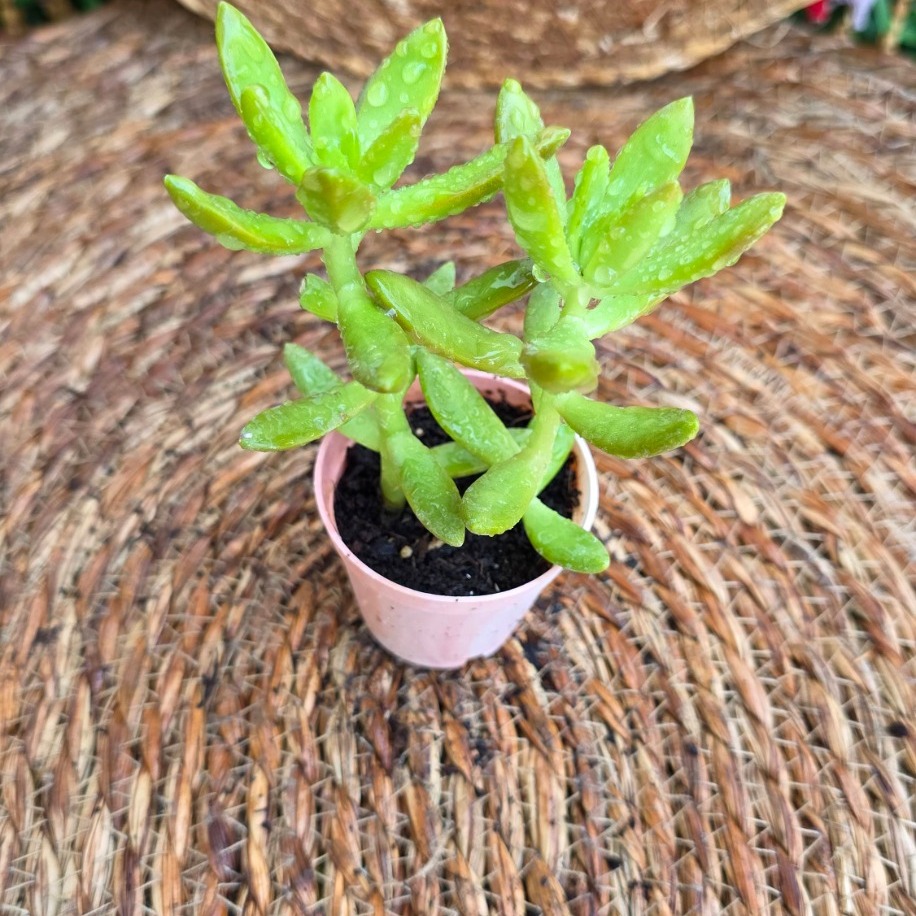 Sedum adolphii (Golden Sedum) – Canlı Dekoratif Sukulent
