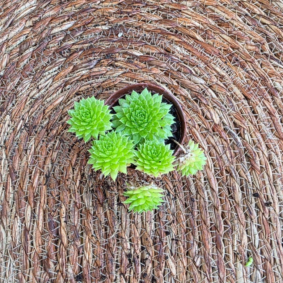 Sempervivum Tectorum (Dam Koruğu) – Canlı Sukulent Bitkisi