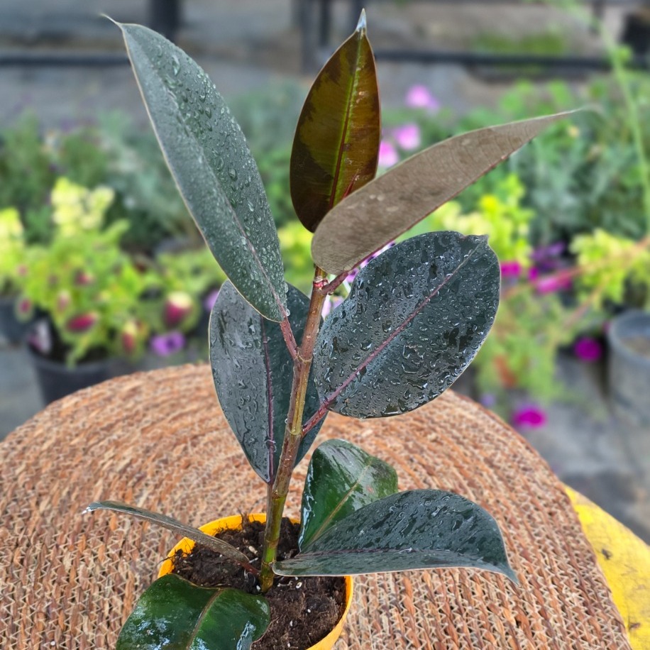 Siyah Kauçuk Fidesi (Ficus Elastica Burgundy) – Canlı Süs Bitkisi fidesi