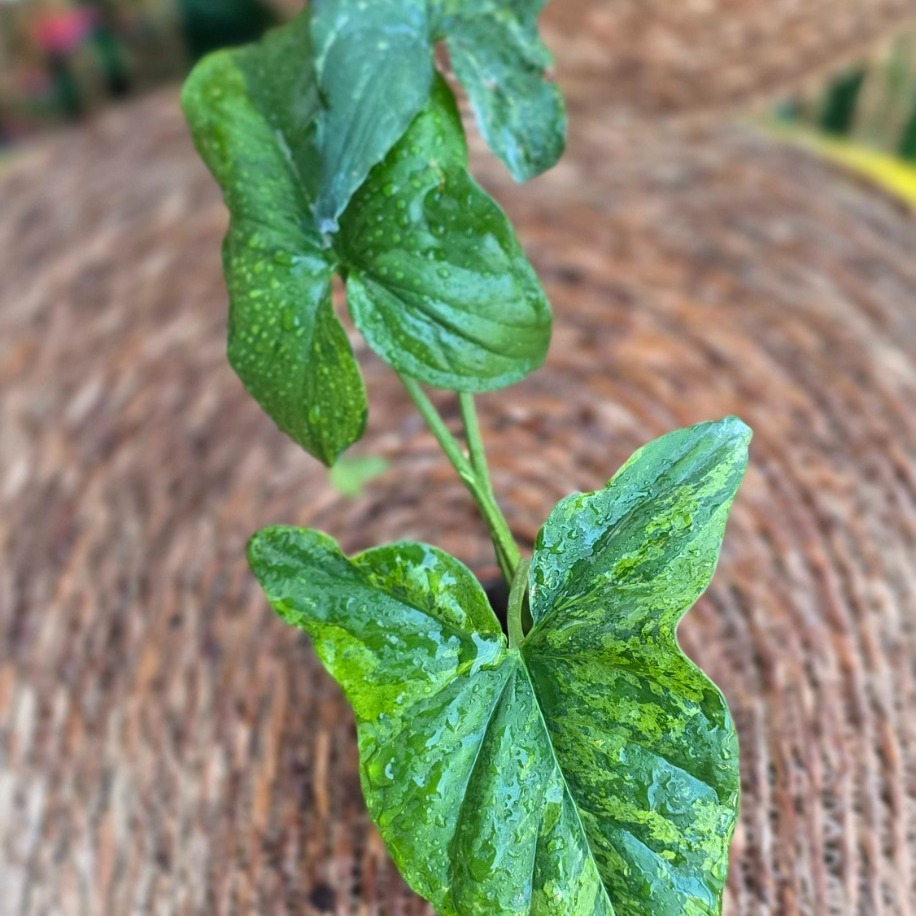 Syngonium Mojito (Alacalı Ok Başı) Mini Fidesi – Canlı Süs Bitkisi