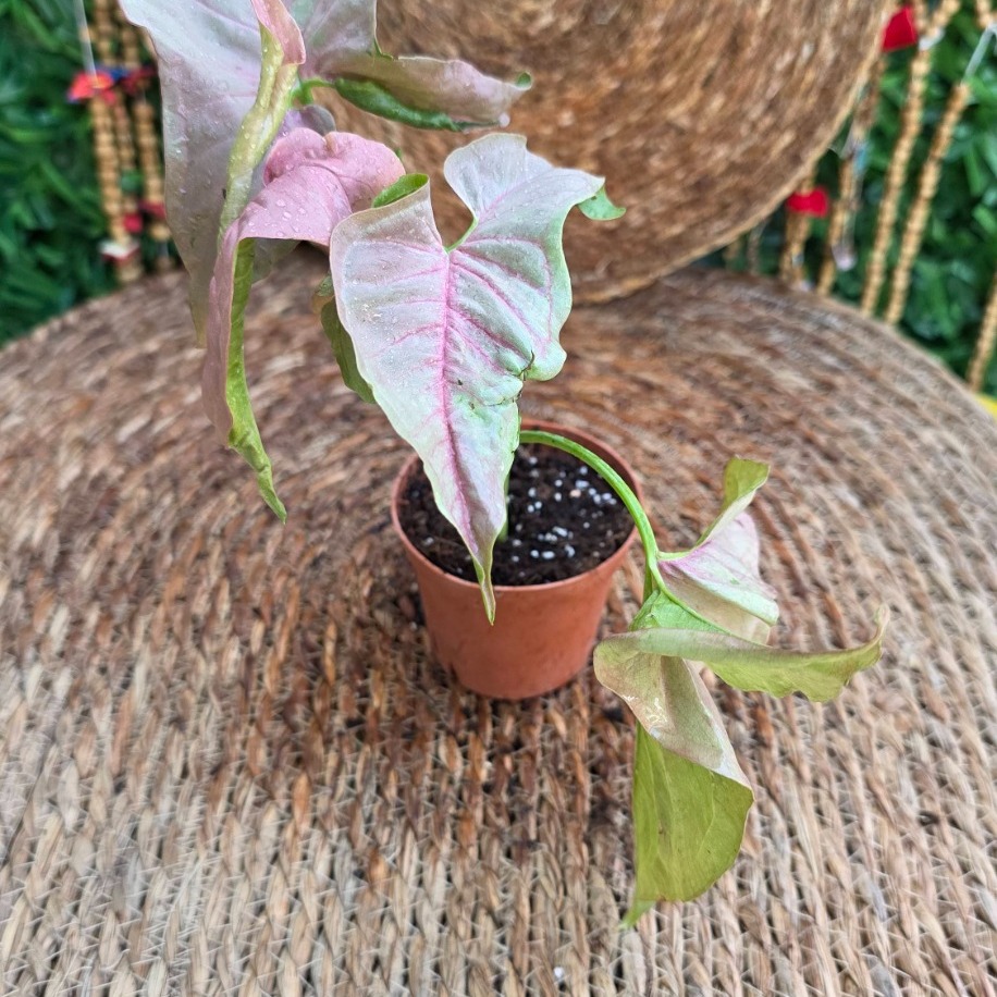 Syngonium Neon Robusta (Pembe Ok Başı) Mini Fidesi – Canlı Salon Bitkisi