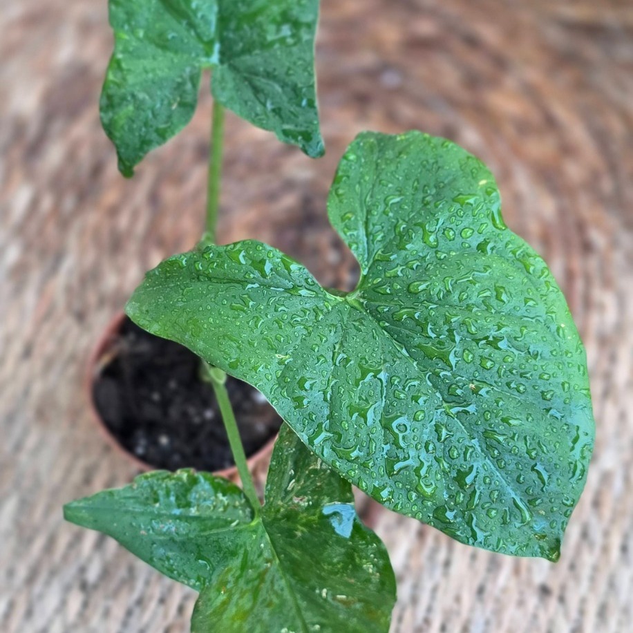 Syngonium (Ok Başı) Mini Fidesi – Canlı Süs Bitkisi