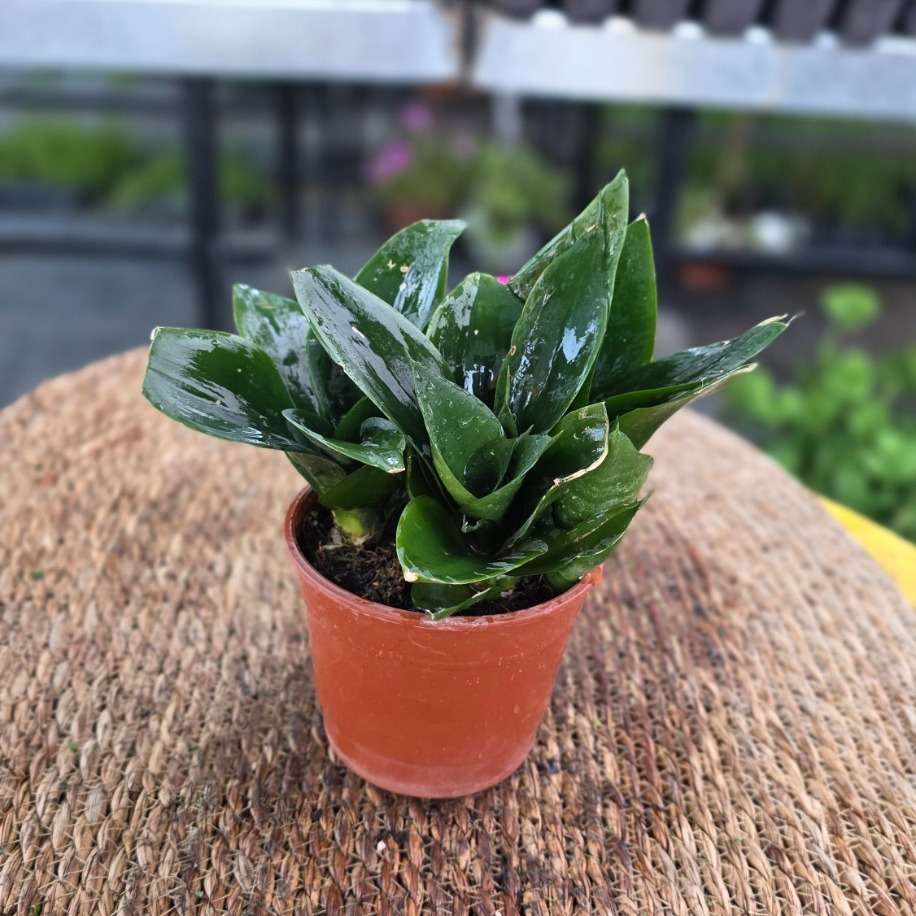 Tam Bodur Paşa Kılıcı – Sansevieria Hahnii Green (Minyatür Canlı Salon Bitkisi)