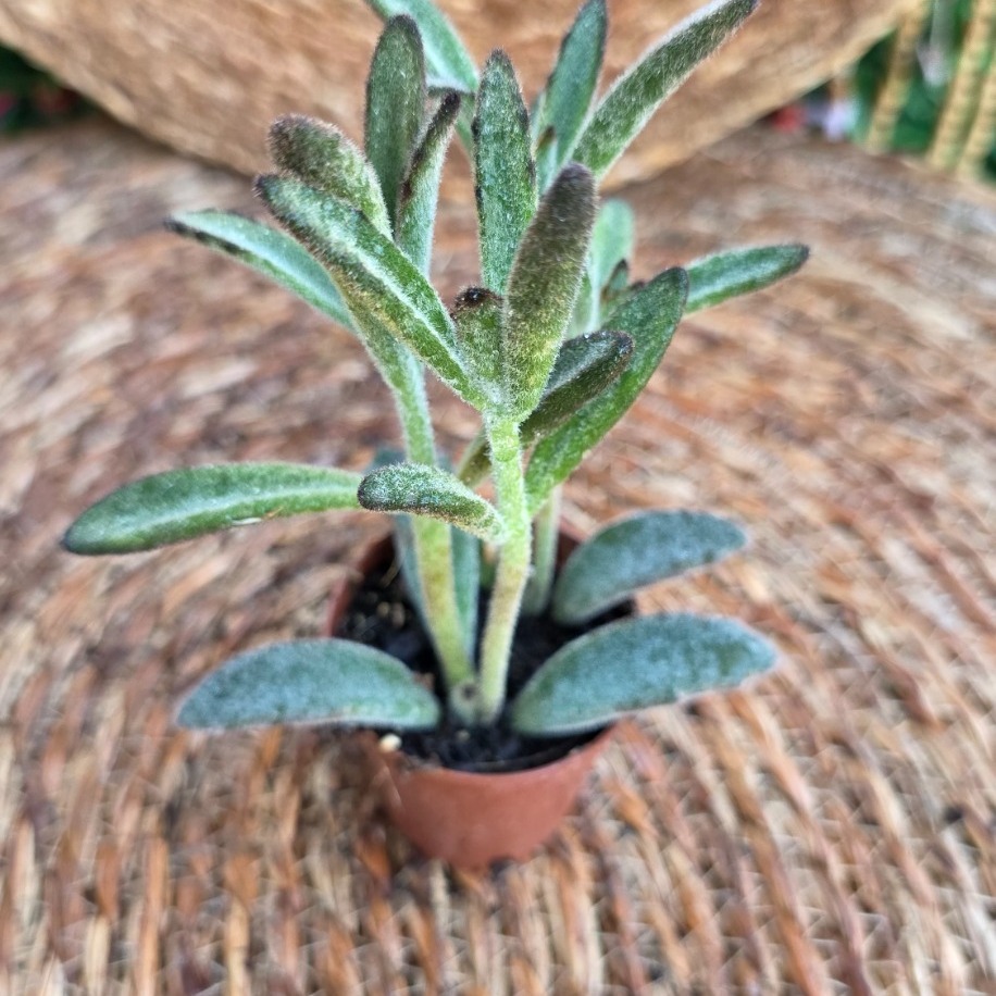 Tavşan Kulağı Sukulenti (Kalanchoe tomentosa) Fidesi – Canlı Kadife Süs Bitkisi