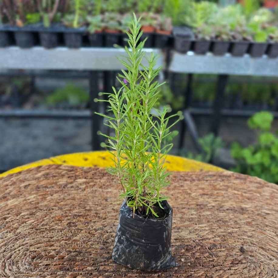 Taze Biberiye Fidesi – Rosmarinus Officinalis (Tüplü Aksesuarlı & Mutfak Baharatı Canlı Biberiye)