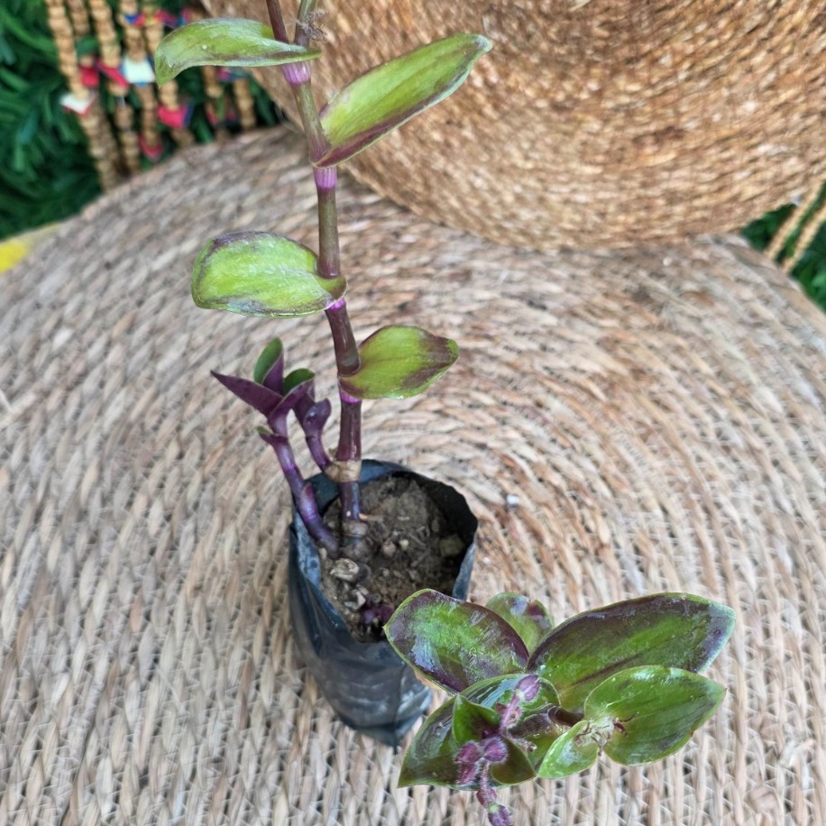 Telgraf Çiçeği Fidesi (Tradescantia zebrina) – Canlı Mor Yeşil Sarkıcı Süs Bitkisi