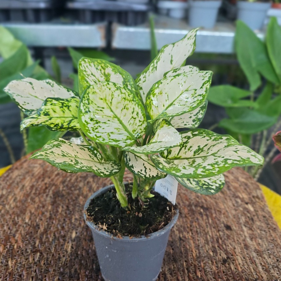 İthal Beyaz Alacalı Aglaonema Çin Herdemgüzeli Salon Bitkisi