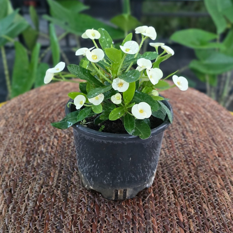 İthal Beyaz Çiçekli Dikenler Tacı Euphorbia Milii Salon Bitkisi