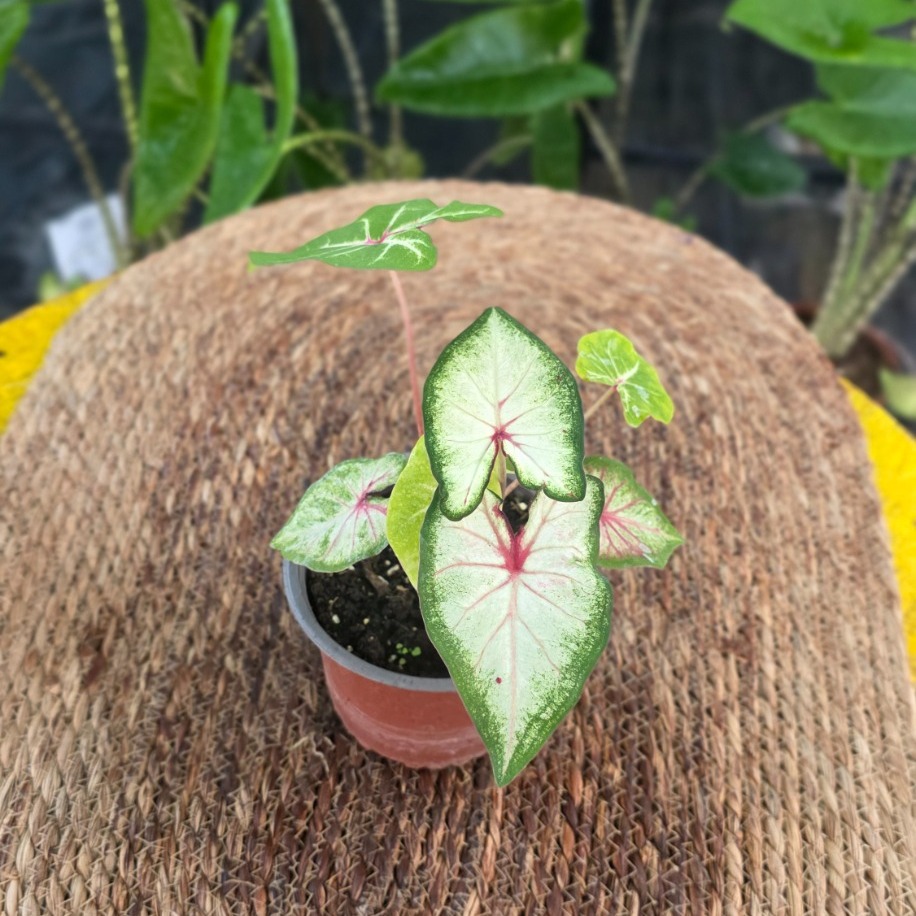 İthal Beyaz Pembe Damarlı Kalp Yapraklı Caladium Salon Bitkisi