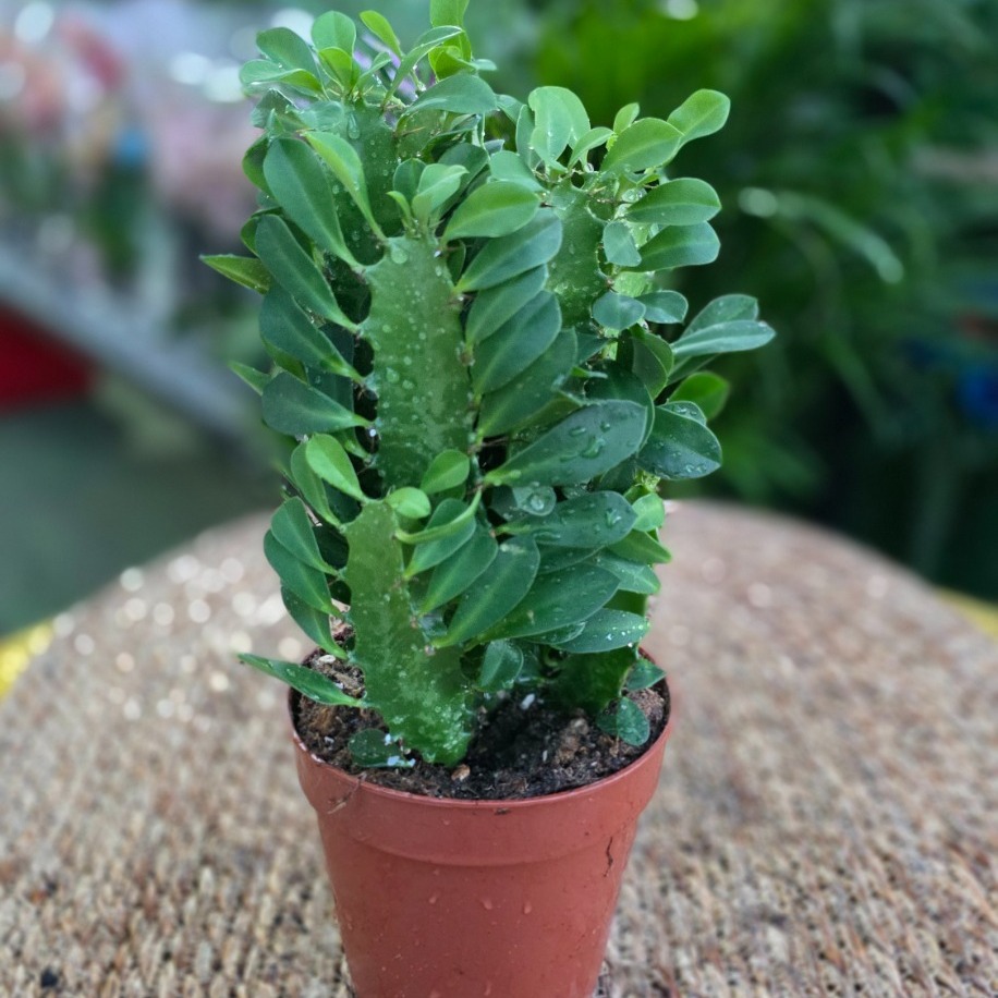 İthal Euphorbia Trigona – Süt Ağacı Kaktüs (Canlı Salon Bitkisi)