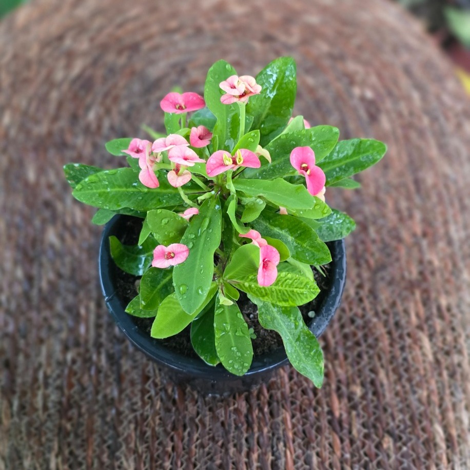 İthal Pembe Çiçekli Dikenler Tacı Euphorbia Milii Salon Bitkisi