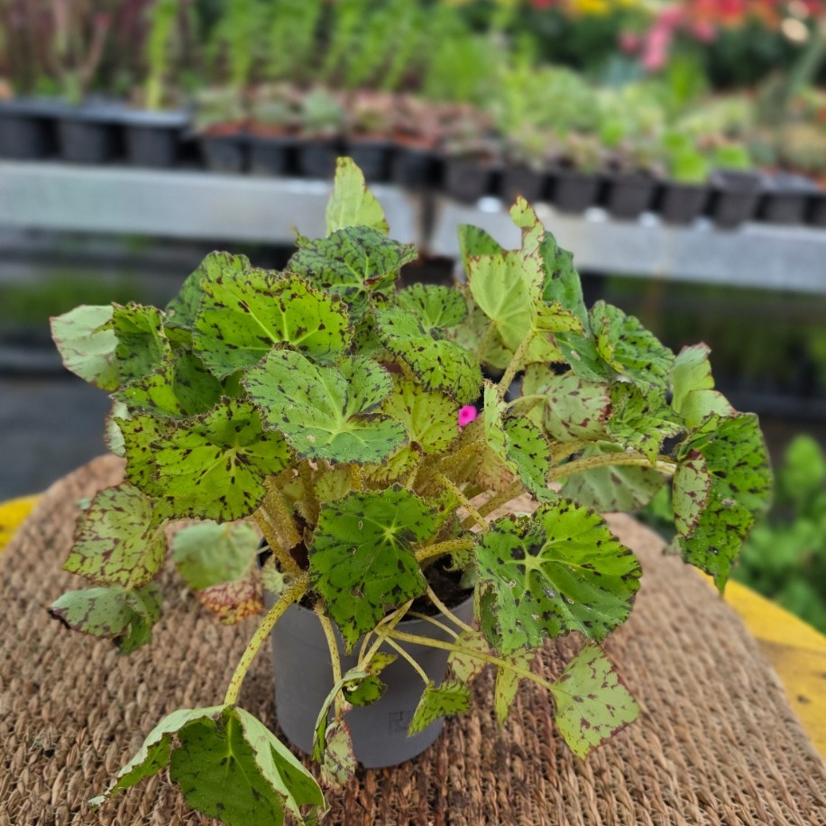 Tiger Begonya – Begonia Bowerae Tiger Paws (Canlı Benekli Salon Yaprak Begonyası)