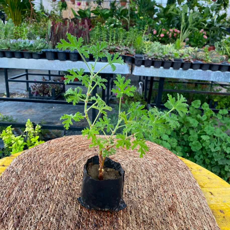 tır Çiçeği – Pelargonium Graveolens (Limon Kokulu Doğal Sineksavar Canlı Bitki)