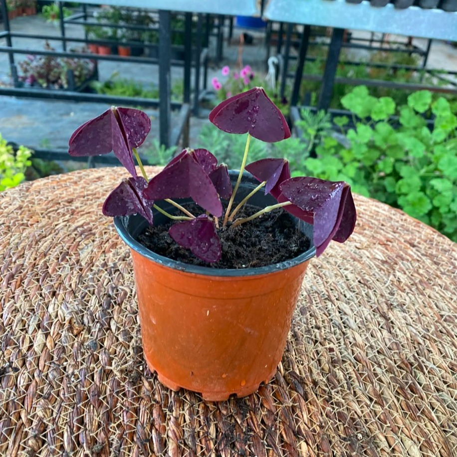 Uyku Çiçeği / Mor Yonca – Oxalis Triangularis (Gündüz Açıp Gece Uuyan Egzotik Canlı Bitki)