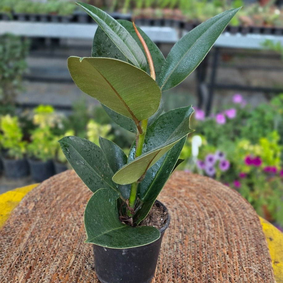 Yeşil Kauçuk Fidesi (Ficus Elastica) – Canlı Süs Bitkisi Geniş,