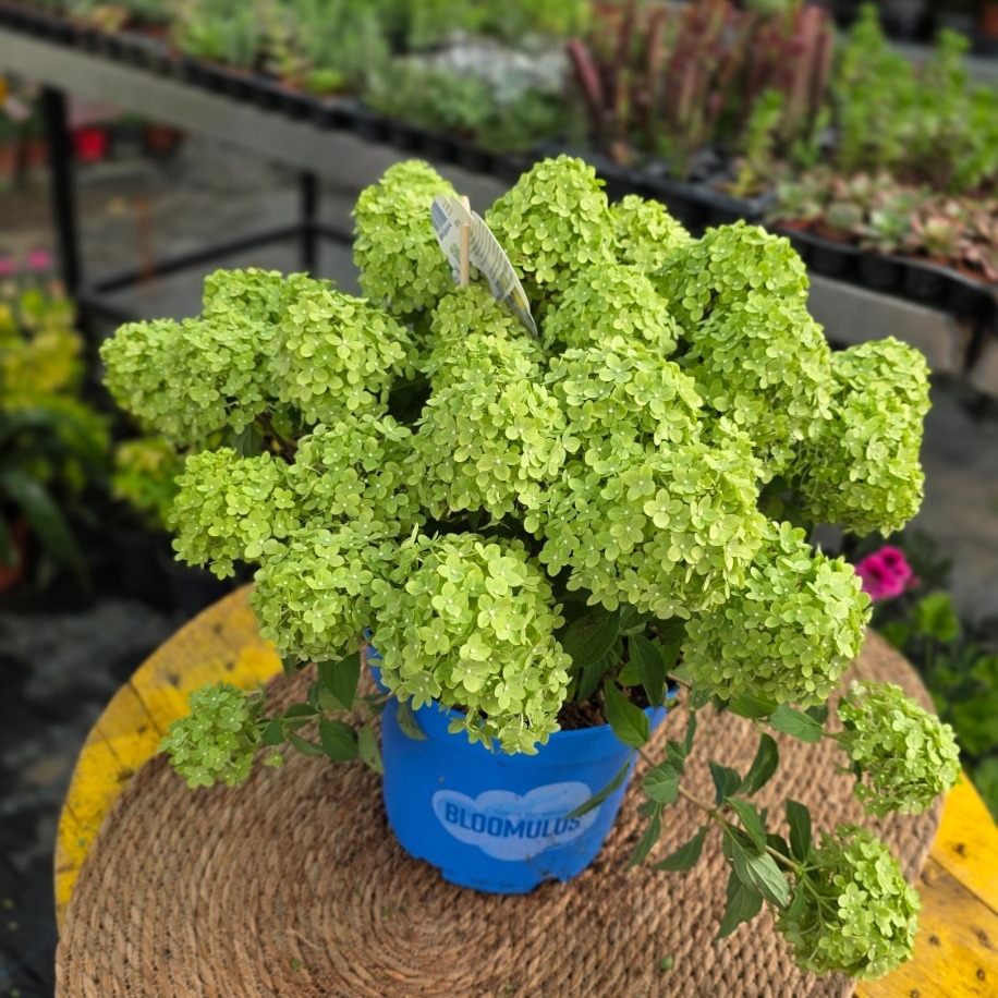 Yeşil Ortanca – Hydrangea Paniculata 'Limelight' (Dev Form Canlı Çiçekli Bitki)