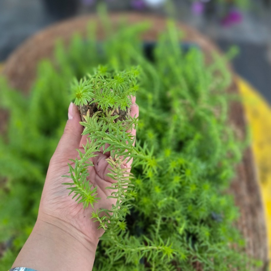 Yeşil Sedum Fidesi – Canlı Süs Bitkisi İğnemsi,
