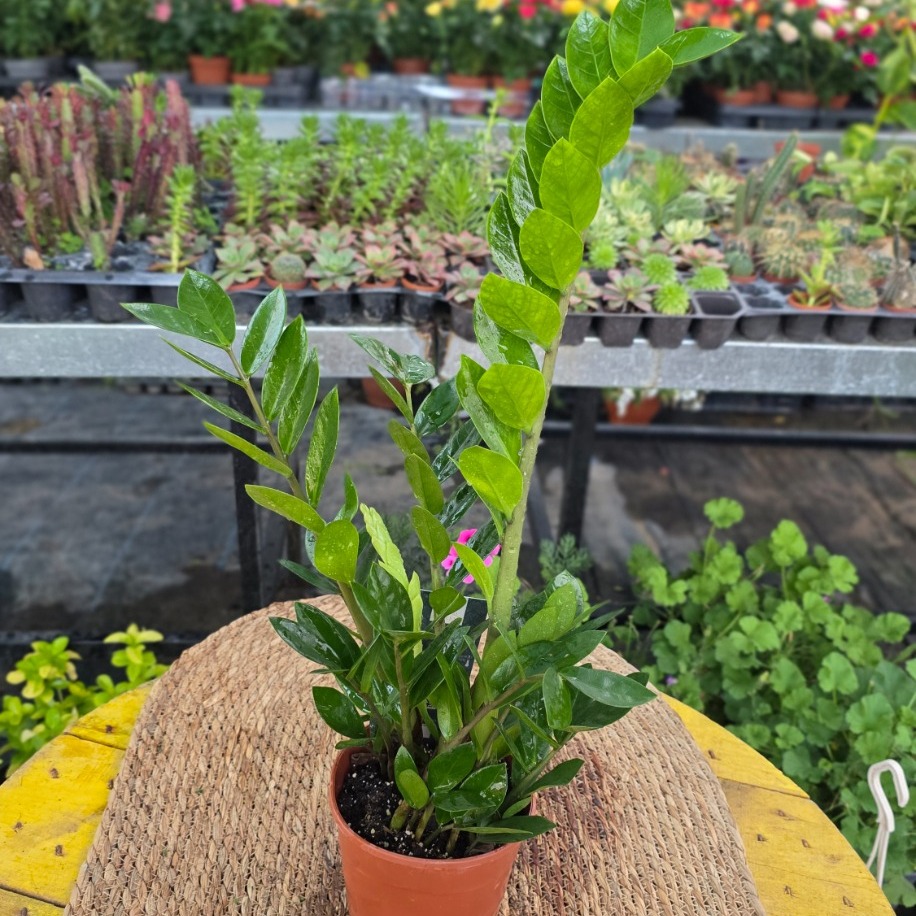 Zamia Bitkisi – Zamioculcas Zamiifolia (Canlı Masa & Ofis Salon Bitkisi / ZZ Plant)
