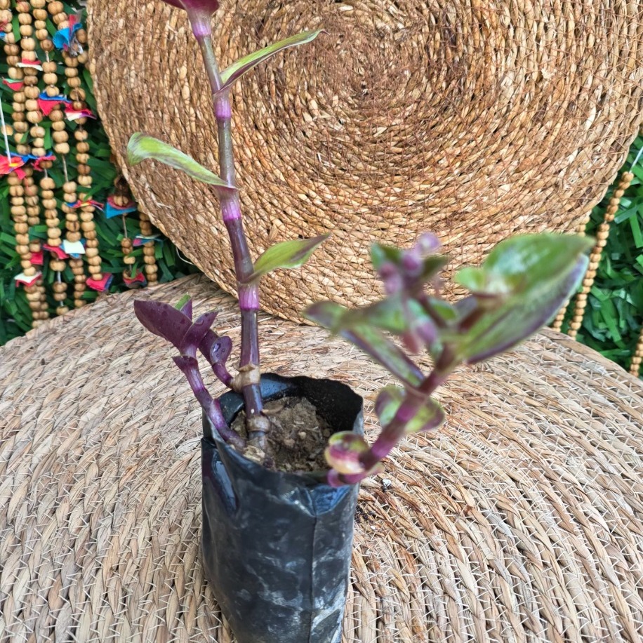 Telgraf Çiçeği Fidesi (Tradescantia zebrina) – Canlı Mor Yeşil Sarkıcı Süs Bitkisi - görsel 3