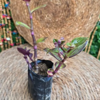 Telgraf Çiçeği Fidesi (Tradescantia zebrina) – Canlı Mor Yeşil Sarkıcı Süs Bitkisi - görsel 6