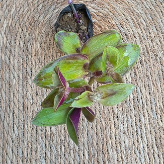 Telgraf Çiçeği Fidesi (Tradescantia zebrina) – Canlı Mor Yeşil Sarkıcı Süs Bitkisi - görsel 8