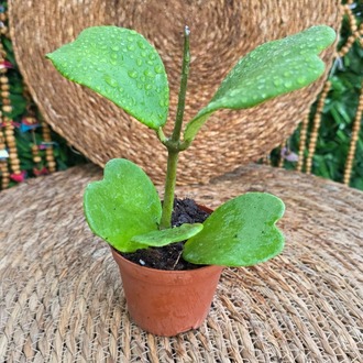 Hoya Kerrii (Kalp Yapraklı Mum Çiçeği) – Canlı İç Mekan Süs Bitkisi - görsel 5