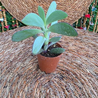 Kalanchoe Luciae (Kürek Sukulent) – Canlı Dekoratif Sukulent Bitkisi - görsel 2