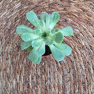 Aeonium Haworthii (Yeşil Aeonium) – Canlı Dekoratif Sukulent - görsel 2