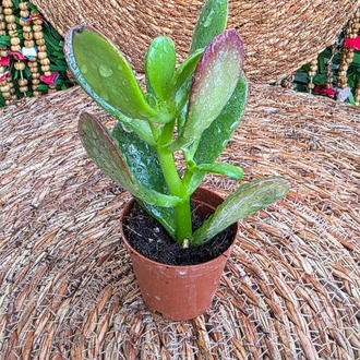 Para Ağacı (Crassula Ovata) – Canlı Sukulent İç Mekan Bitkisi - görsel 4