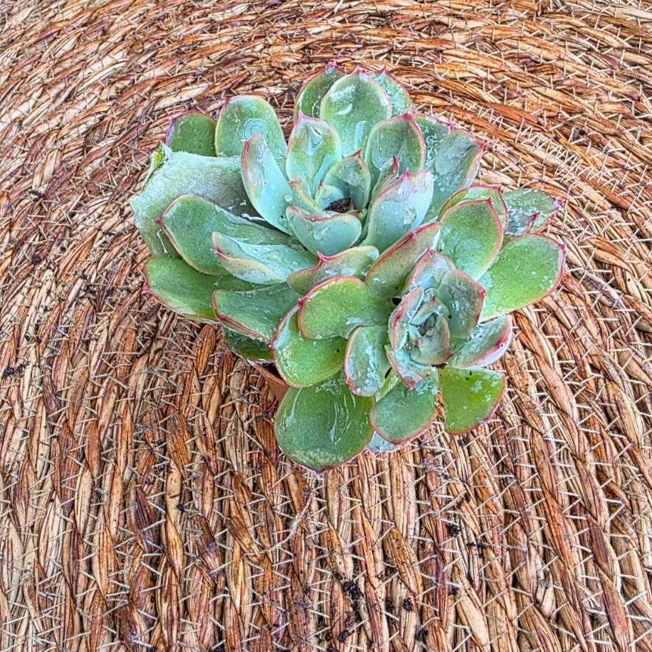 Echeveria Pulidonis – Canlı Dekoratif Sukulent - görsel 2