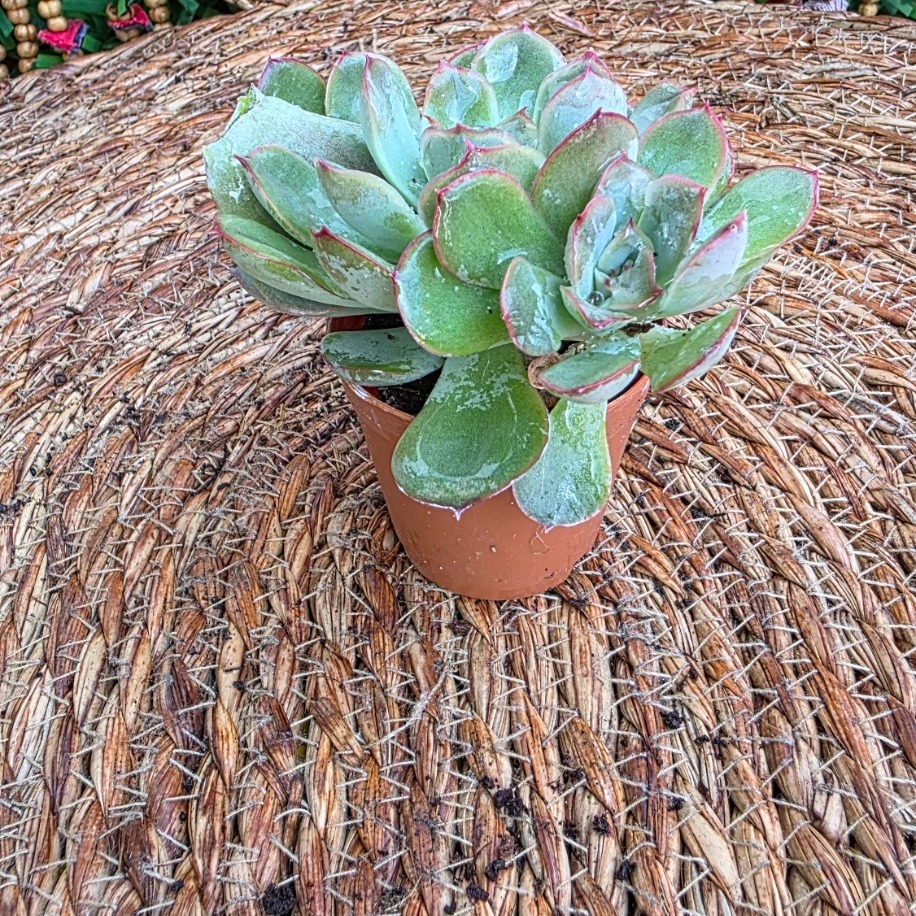 Echeveria Pulidonis – Canlı Dekoratif Sukulent - görsel 3