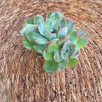 Echeveria Pulidonis – Canlı Dekoratif Sukulent - görsel 5