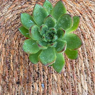 Echeveria Pulidonis (Kırmızı Kenarlı Sukulent) – Canlı Dekoratif Sukulent - görsel 2