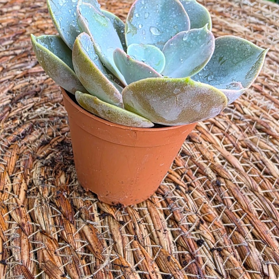Echeveria Perle von Nürnberg – Canlı Dekoratif Sukulent - görsel 2