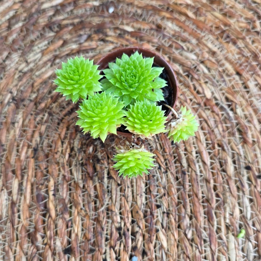 Sempervivum Tectorum (Dam Koruğu) – Canlı Sukulent Bitkisi - görsel 2