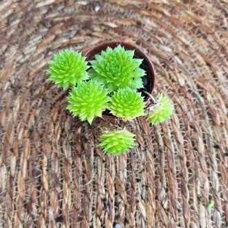 Sempervivum Tectorum (Dam Koruğu) – Canlı Sukulent Bitkisi - görsel 5