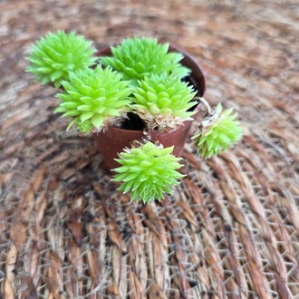 Sempervivum Tectorum (Dam Koruğu) – Canlı Sukulent Bitkisi - görsel 6