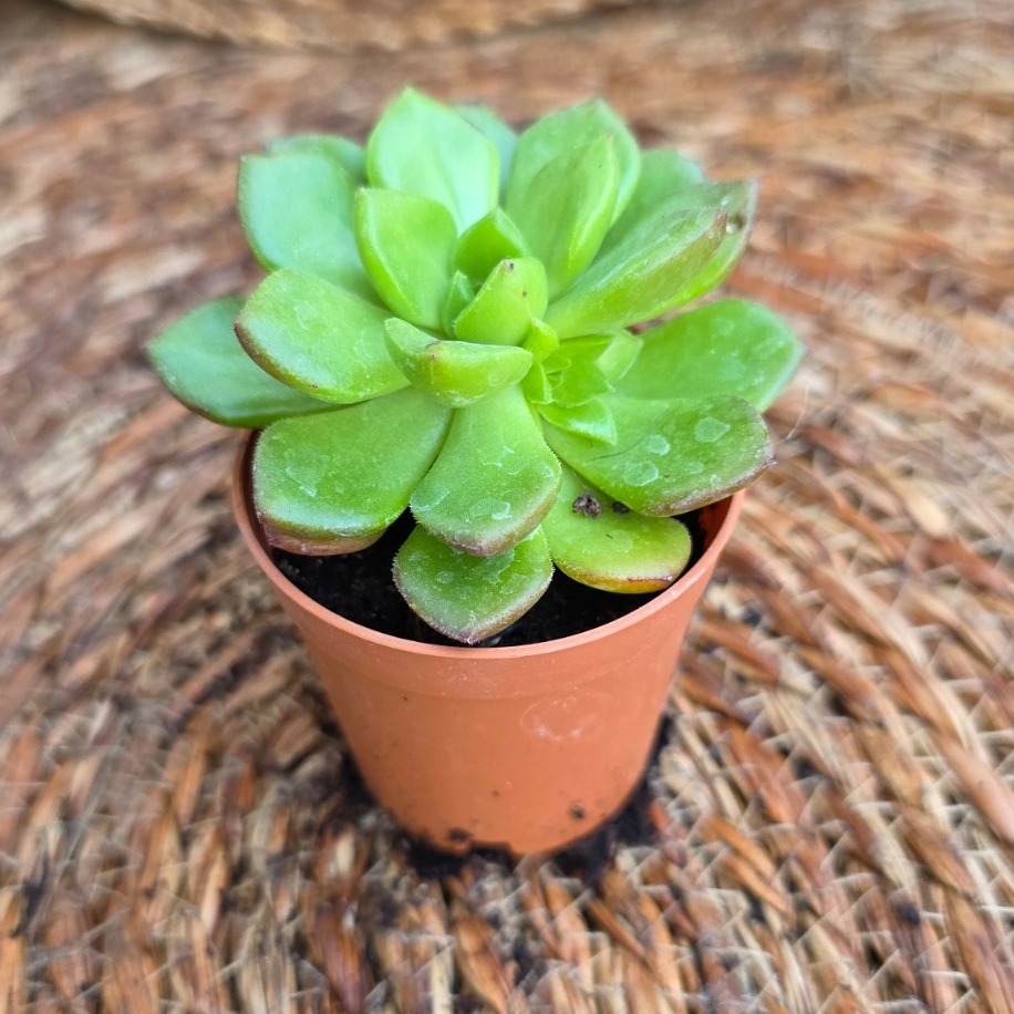 Aeonium haworthii – Canlı Dekoratif Sukulent - görsel 2