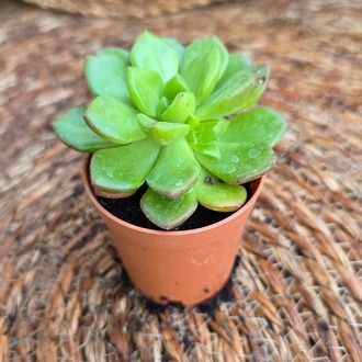 Aeonium haworthii – Canlı Dekoratif Sukulent - görsel 4