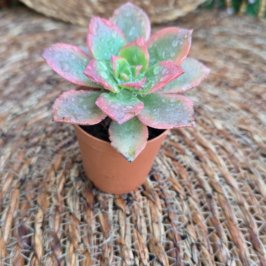 cheveria pulidonis – Canlı Dekoratif Sukulent - görsel 2