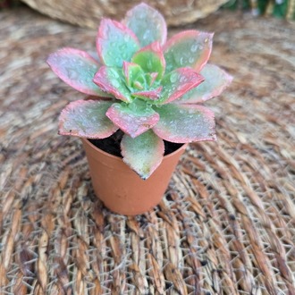 cheveria pulidonis – Canlı Dekoratif Sukulent - görsel 4